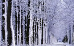 Tapeta Nature trees with snow 022.jpg